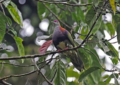 Superb Fruit-Dove