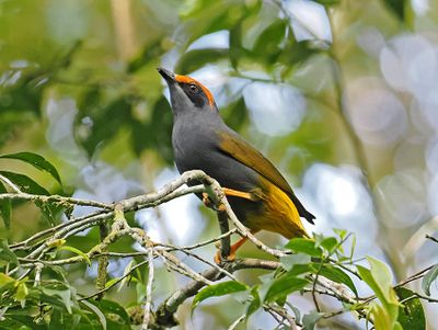 Fiery-browed Myna