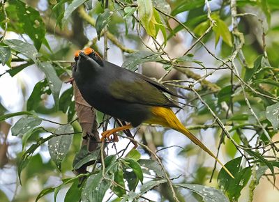 Fiery-browed Myna