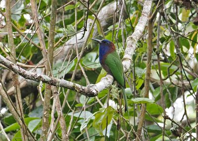 Purple-bearded Bee-eater