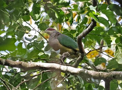 Red-eared Fruit-Dove