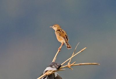 Zitting Cisticola