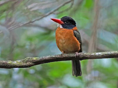 Green-backed Kingfisher