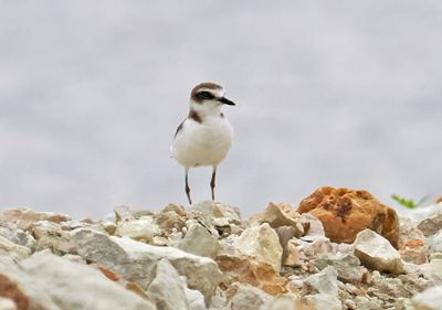 Javan Plover