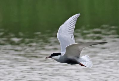 Whiskered Tern