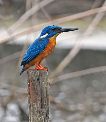 Blue-eared Kingfisher