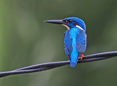 Blue-eared Kingfisher