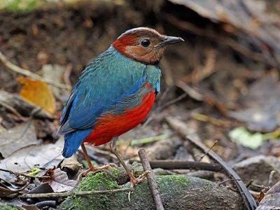 Sulawesi Pitta
