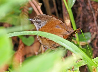 Sulawesi Bush-Warbler