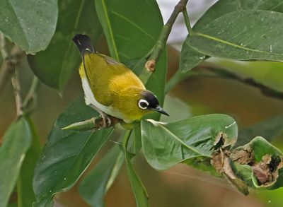Black-crowned White-eye