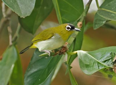 Black-crowned White-eye