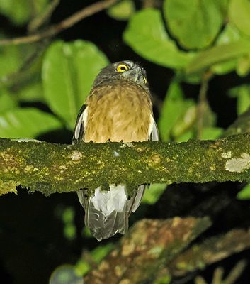 Ochre-bellied Boobok