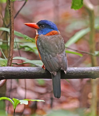 Green-backed Kingfisher