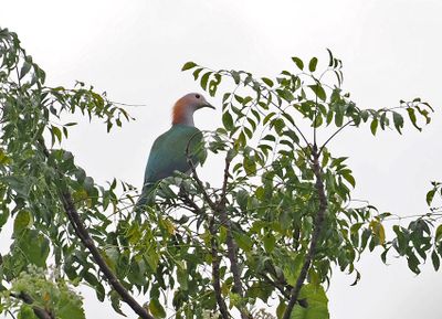 Green Imperial Pigeon
