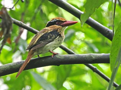 Sulawesi Lilac Kingfisher