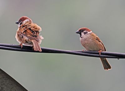 Eurasian Tree Sparrow
