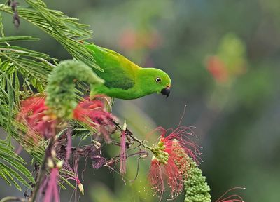 Sulawesi Hanging-Parrot