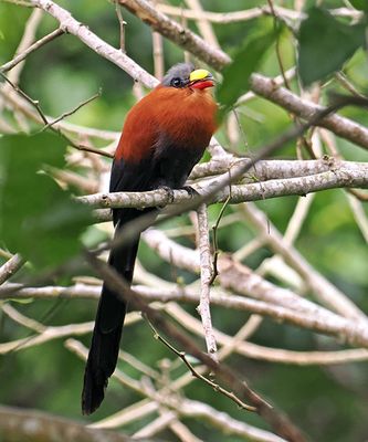Yellow-billed Malkoha
