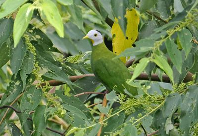 Black-naped Fruit-Dove