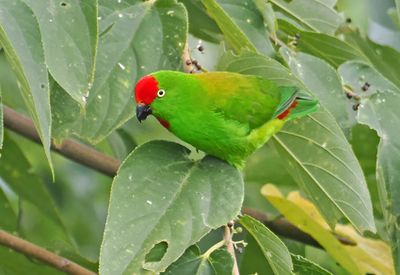 Sulawesi Hanging-Parrot