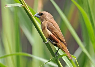 Chestnut Munia