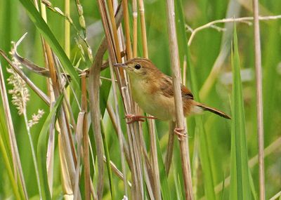 Golden-headed Cisticola