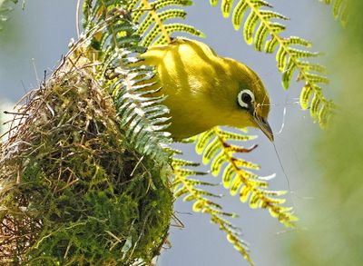 Lemon-bellied White-eye