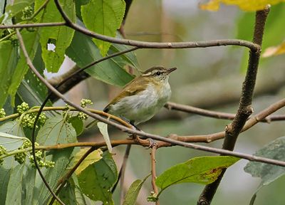 Lompobattang Leaf-Warbler