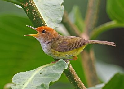 Mountain Tailorbird