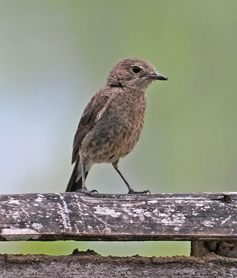 Pied Bush-Chat