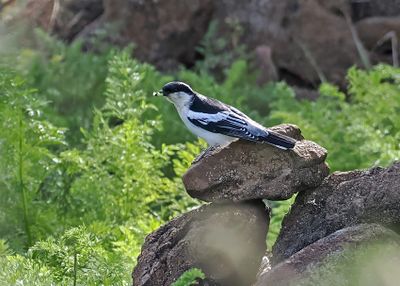 White-shouldered Triller