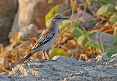 White-shouldered Triller