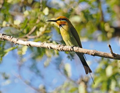 Rainbow Bee-eater