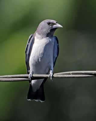 White-breasted Woodswallow