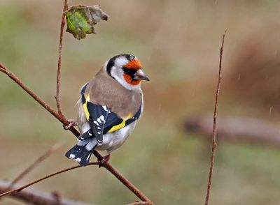 European Goldfinch