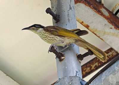 Varied Honeyeater