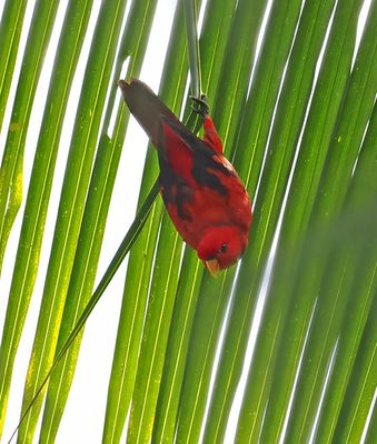 Violet-necked Lory