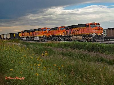 DonkeyCrk_Sunflowers_800.jpg