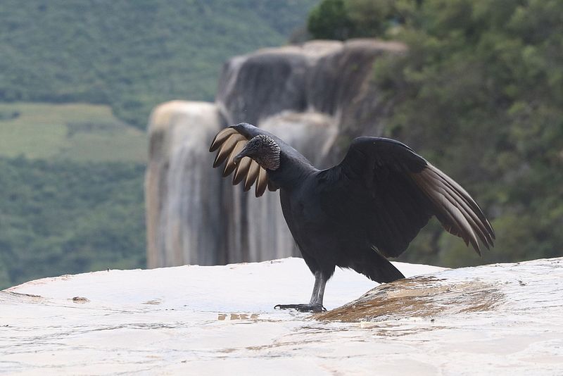 A Black Vulture, Mexico