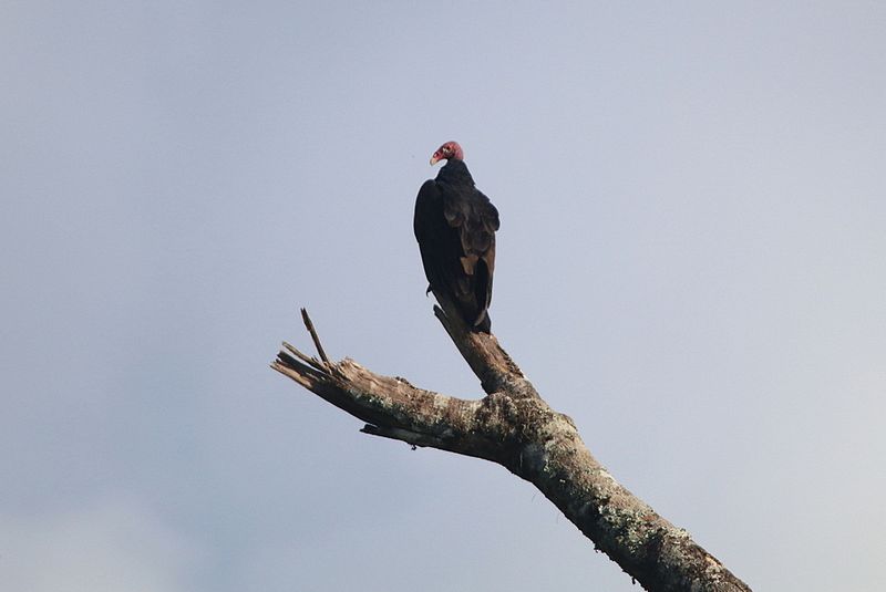 A Black Vulture, Mexico