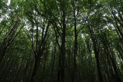 Vallambrossa Forest