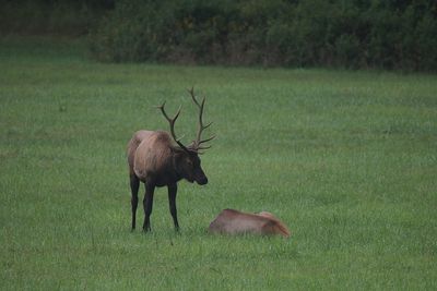 A male elk, in Cherokee, the Great Smoky Mountains