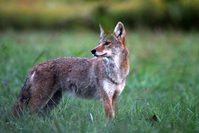 Coyote, in the Great Smoky Mountains