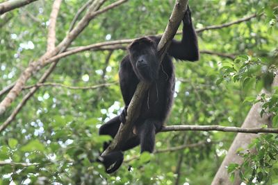 Howler monkey, in Mexico