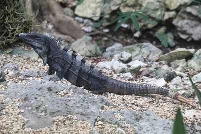 Iguana, in Mexico