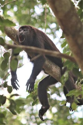Howler Monkey, in Mexico