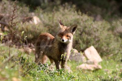 A beautiful fox
