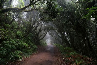 Anaga, Sendero de Los Sentidos, Tenerife