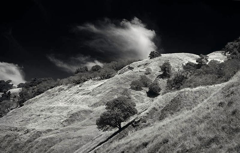 Golden Hillsides and Live Oaks