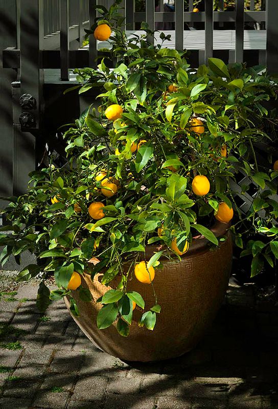 Homegrown Meyer lemons